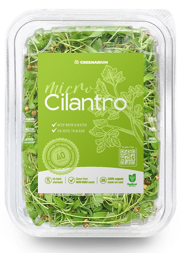 Cilantro
