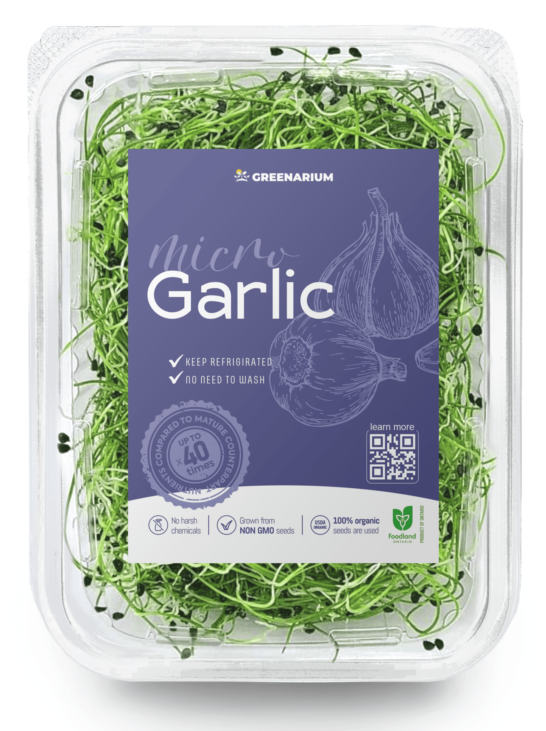 Garlic